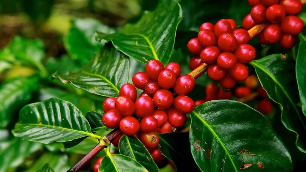Ripe red Arabica coffee cherries on the branch