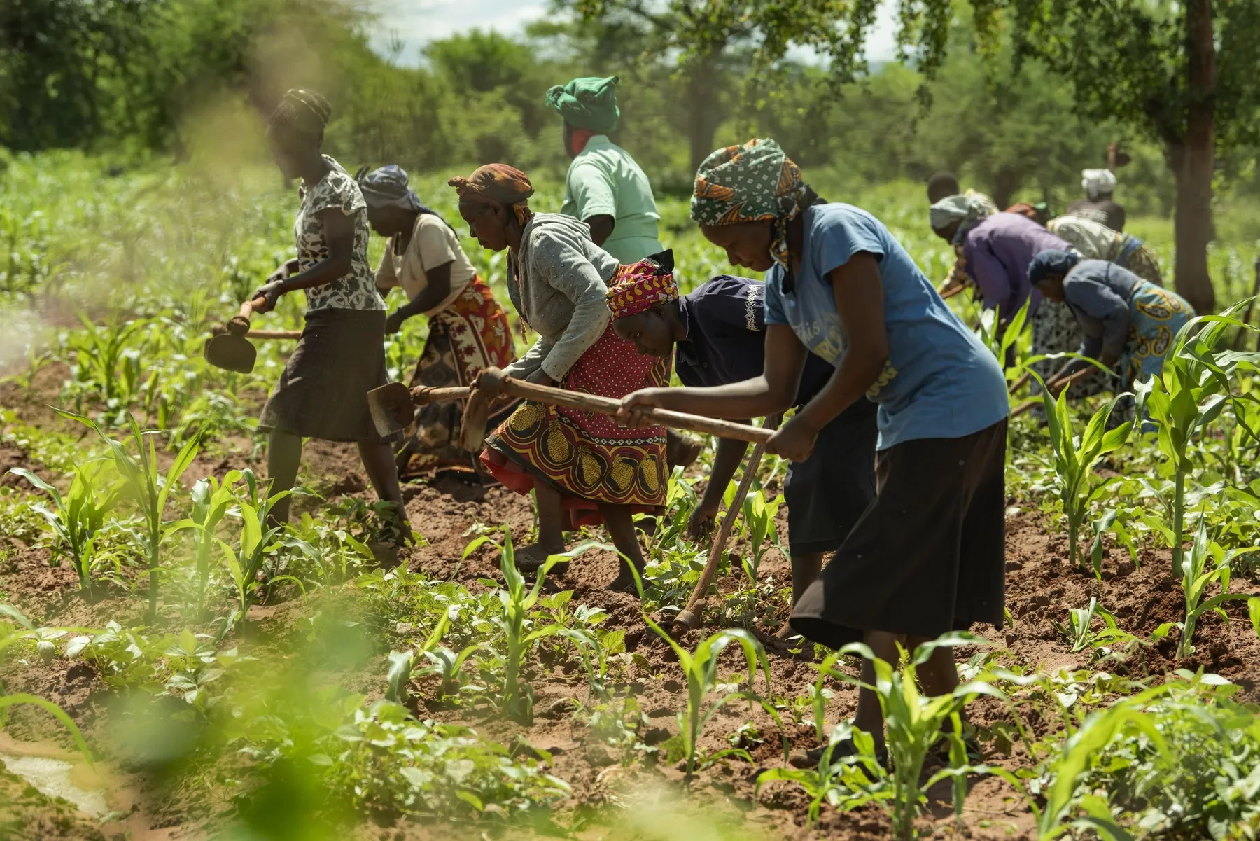 A group of farmers working together in the field