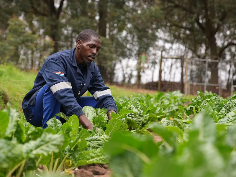 A Suluma agronomist inspecting a healthy vegetable crop up close