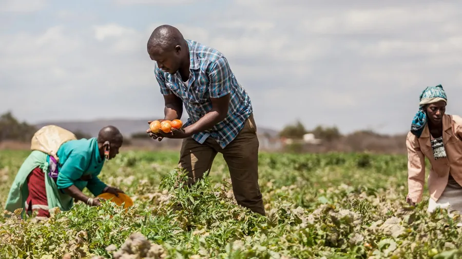 A Suluma farmer carrying a fresh harvest from the field
