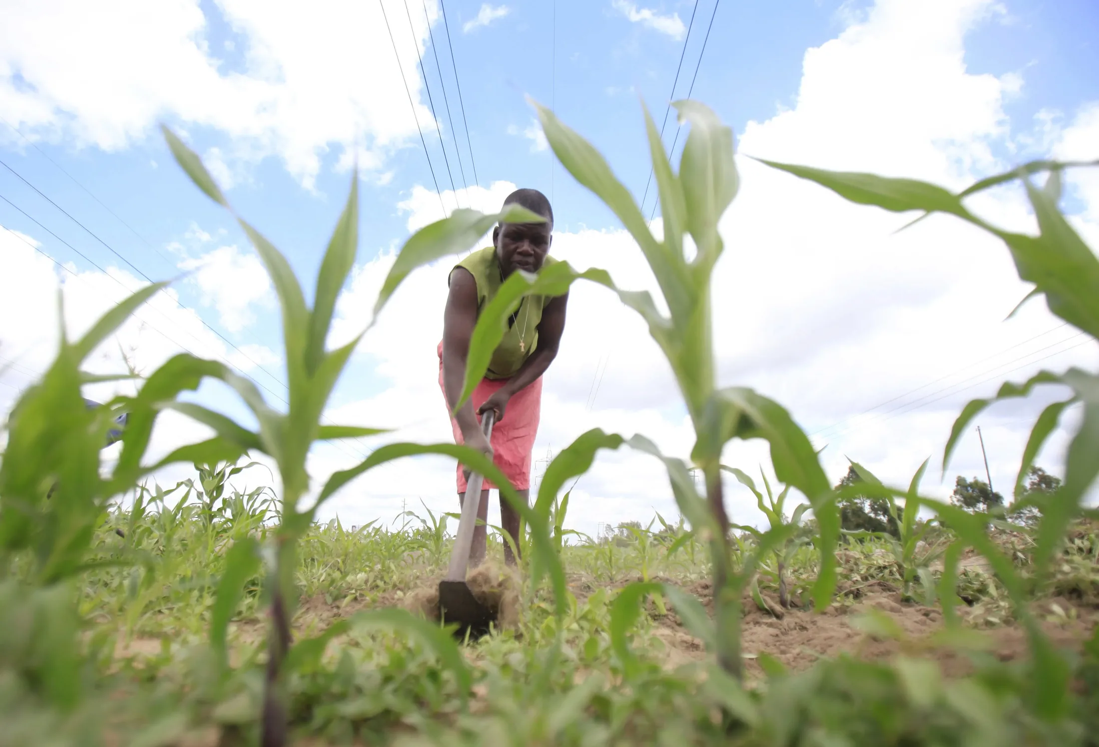 A young maize crop reaching skyward on a Suluma field on the slopes of Mt Elgon