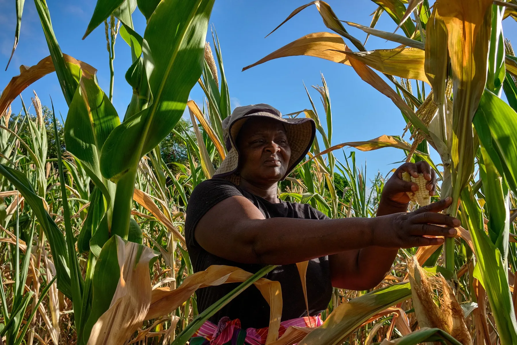 A farmer standing among tall, ripening maize