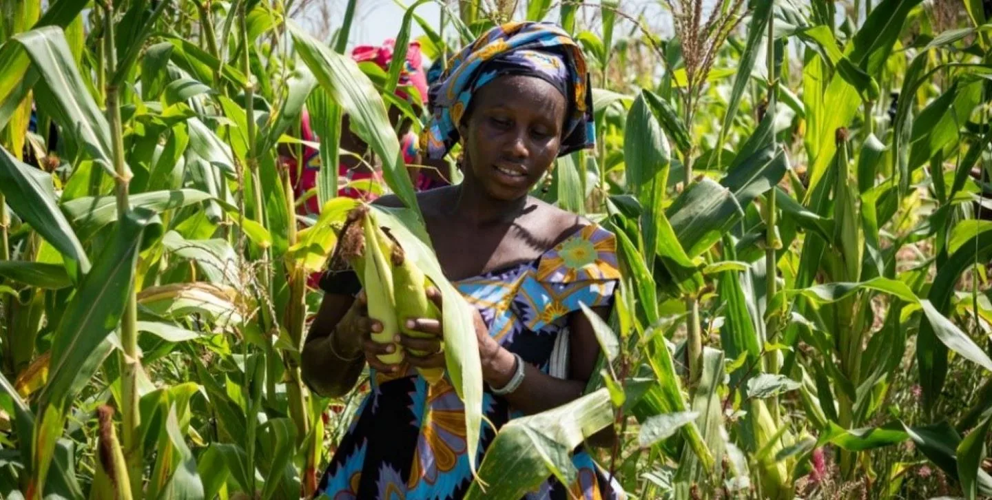 A farmer checking maize cobs in the field