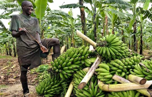 A Suluma farmer beside a fresh harvest of green matoke bananas in the plantation