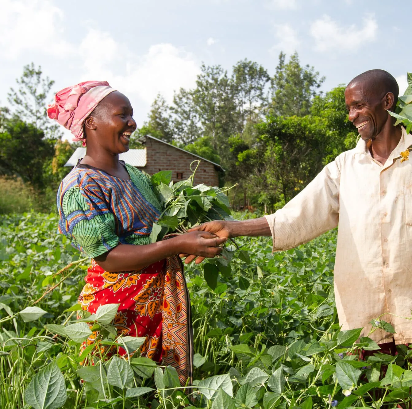 Two farmers exchanging fresh produce in the field
