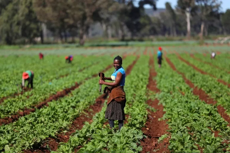 Long rows of leafy vegetables growing on a Suluma field