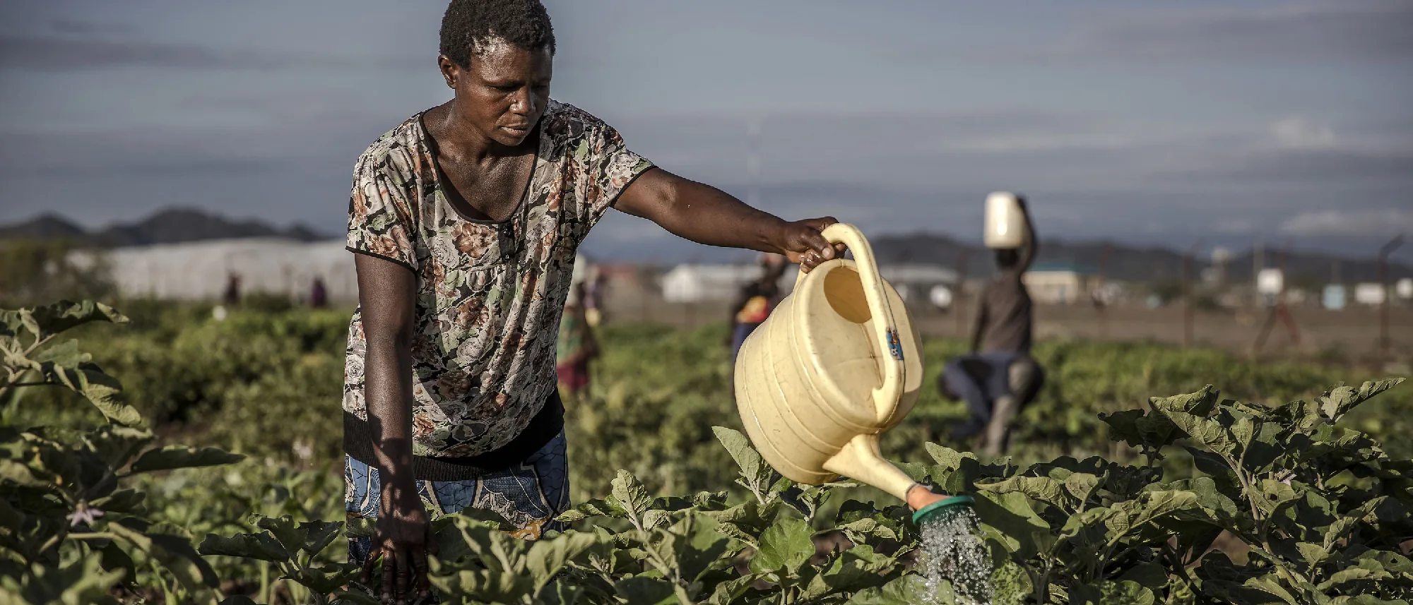 A farmer watering young seedlings by hand at Suluma Mixed Farm