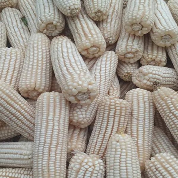 maize (1)