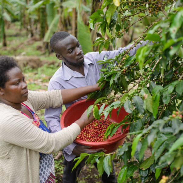 rs15565 ninsiima patience 16 lpr